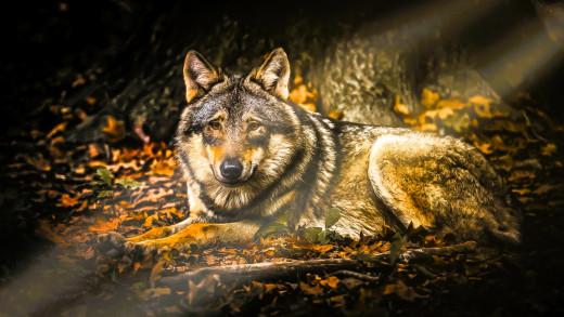 1755832 (a): :1920x1080